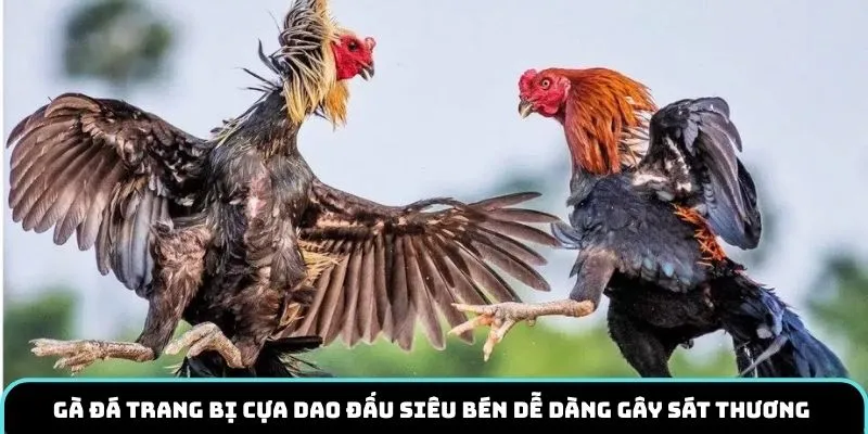 Gà đá trang bị cựa dao đấu siêu bén dễ dàng gây sát thương