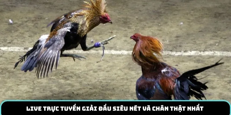 Live trực tuyến giải đấu siêu nét và chân thật nhất