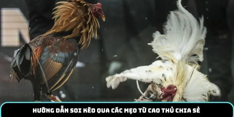 Hướng dẫn soi kèo qua các mẹo từ cao thủ chia sẻ