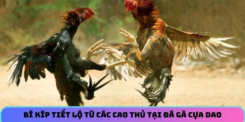 Bí kíp xương máu được tiết lộ từ các cao thủ tại đá gà cựa dao