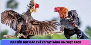 Ưu điểm độc đáo chỉ có tại sảnh gà chọi 99OK