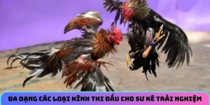 Đa dạng các loại hình thi đấu cho sư kê trải nghiệm