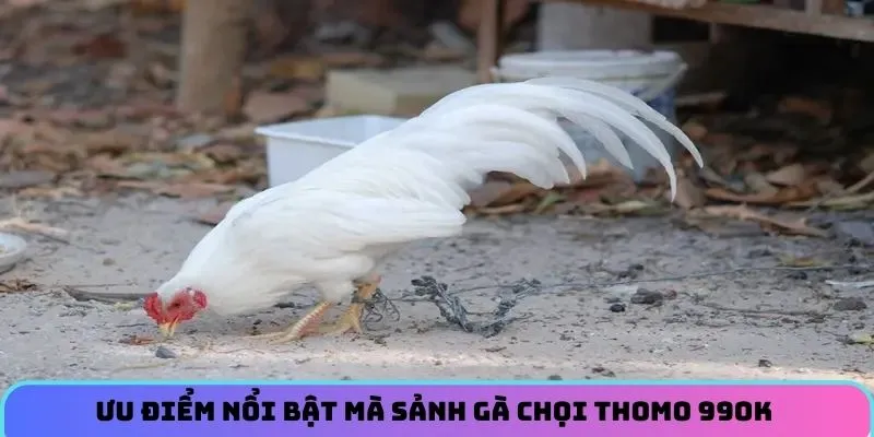 Ưu điểm nổi bật mà sảnh gà chọi Thomo 99OK đang sở hữu