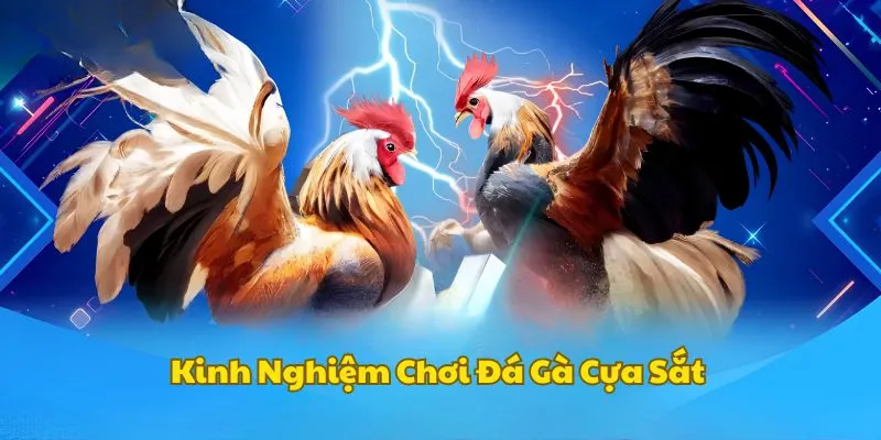 Kinh nghiệm thắng lớn từ kê sư chuyên nghiệp